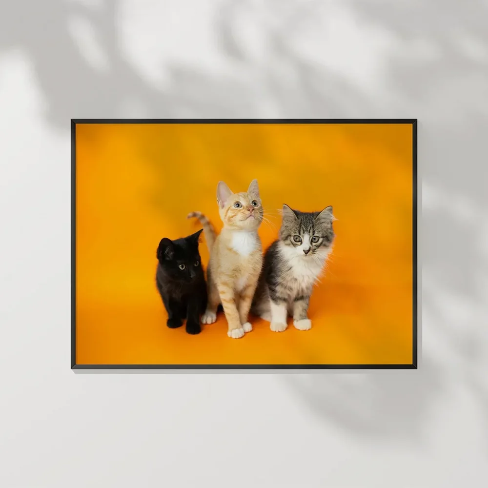 1. Renkli Kedi Üçlüsü Poster