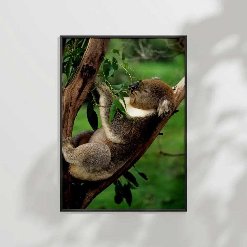 Ağaçta Uyuyan Koala Poster