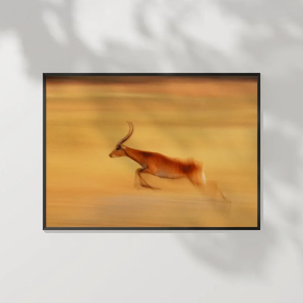 Çöl Antilobu Poster