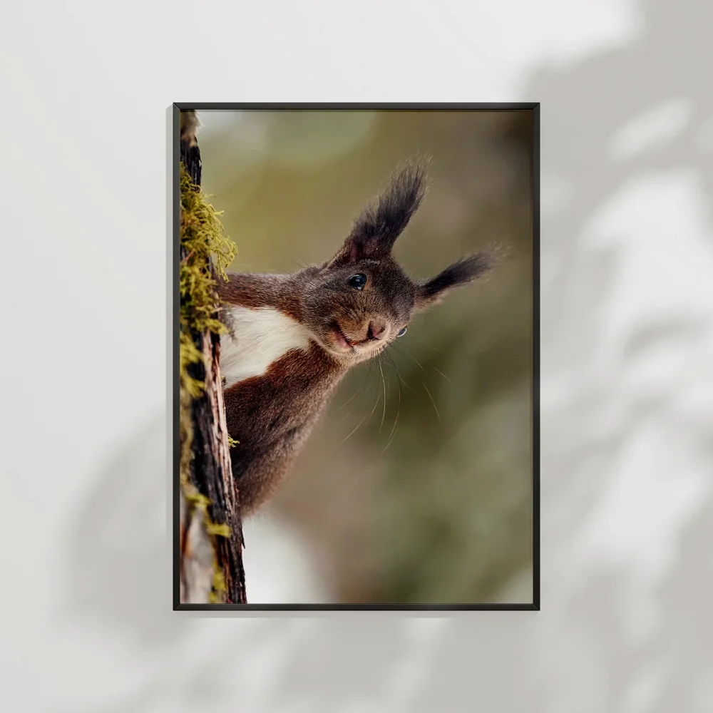 Dallara Tırmanan Sincap Poster