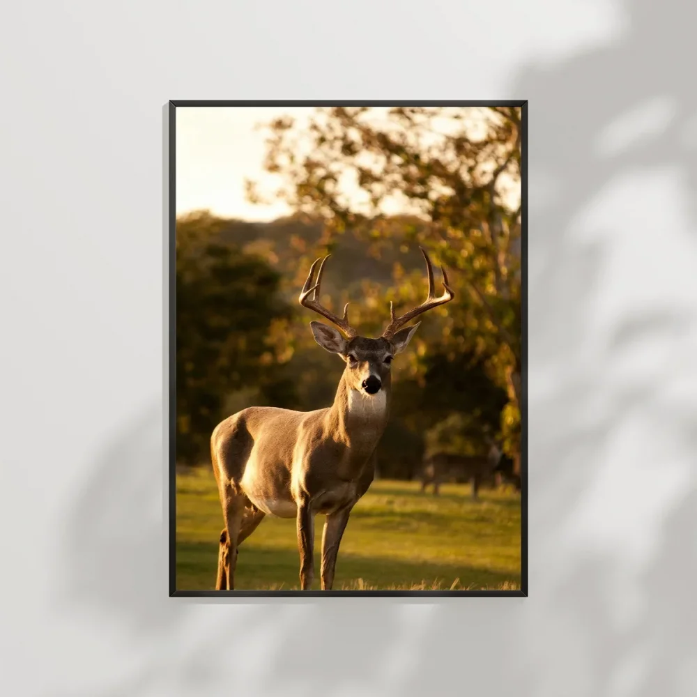 Gün Batımında Geyik Poster