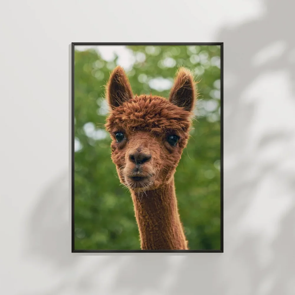 Kahverengi Lama Poster