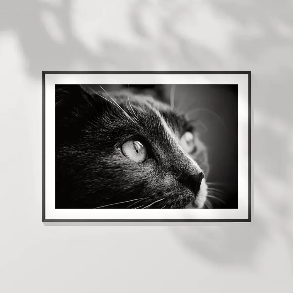 Karanlığın Gözleri Poster