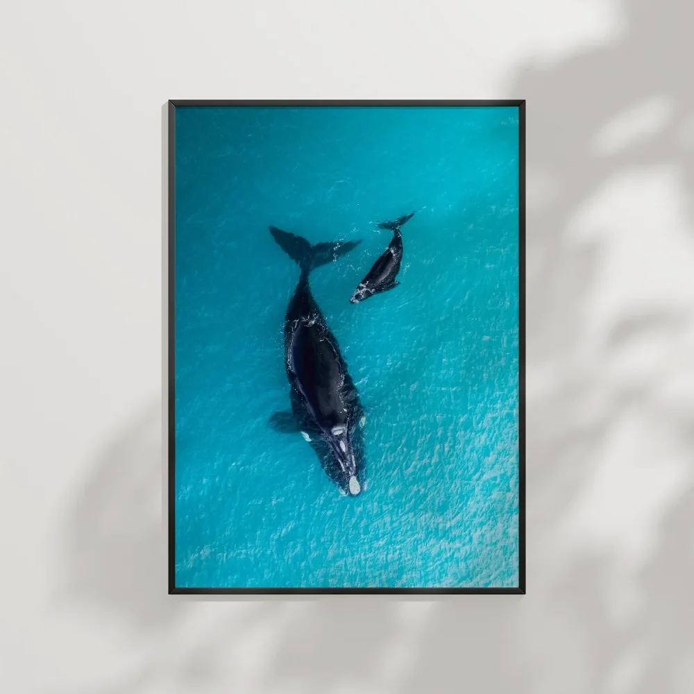 Mavi Denizde Yüzen Balinalar Poster