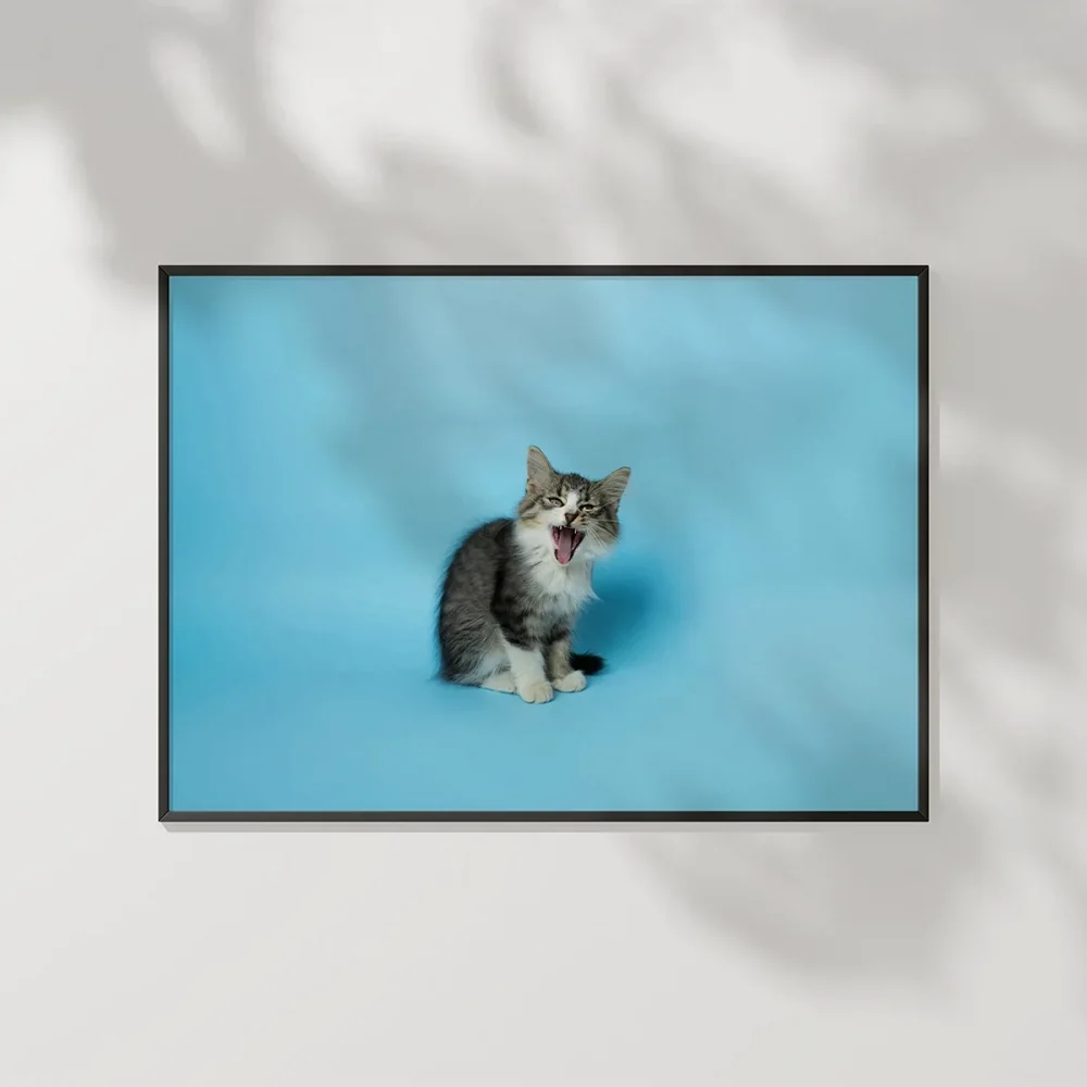 Mavi Fon Üzerinde Gri Kedi Poster