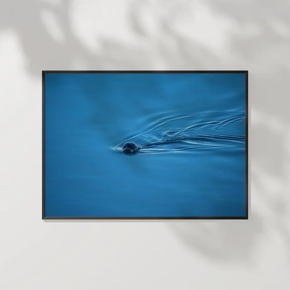 Mavi Suda Yüzen Su Samuru Poster