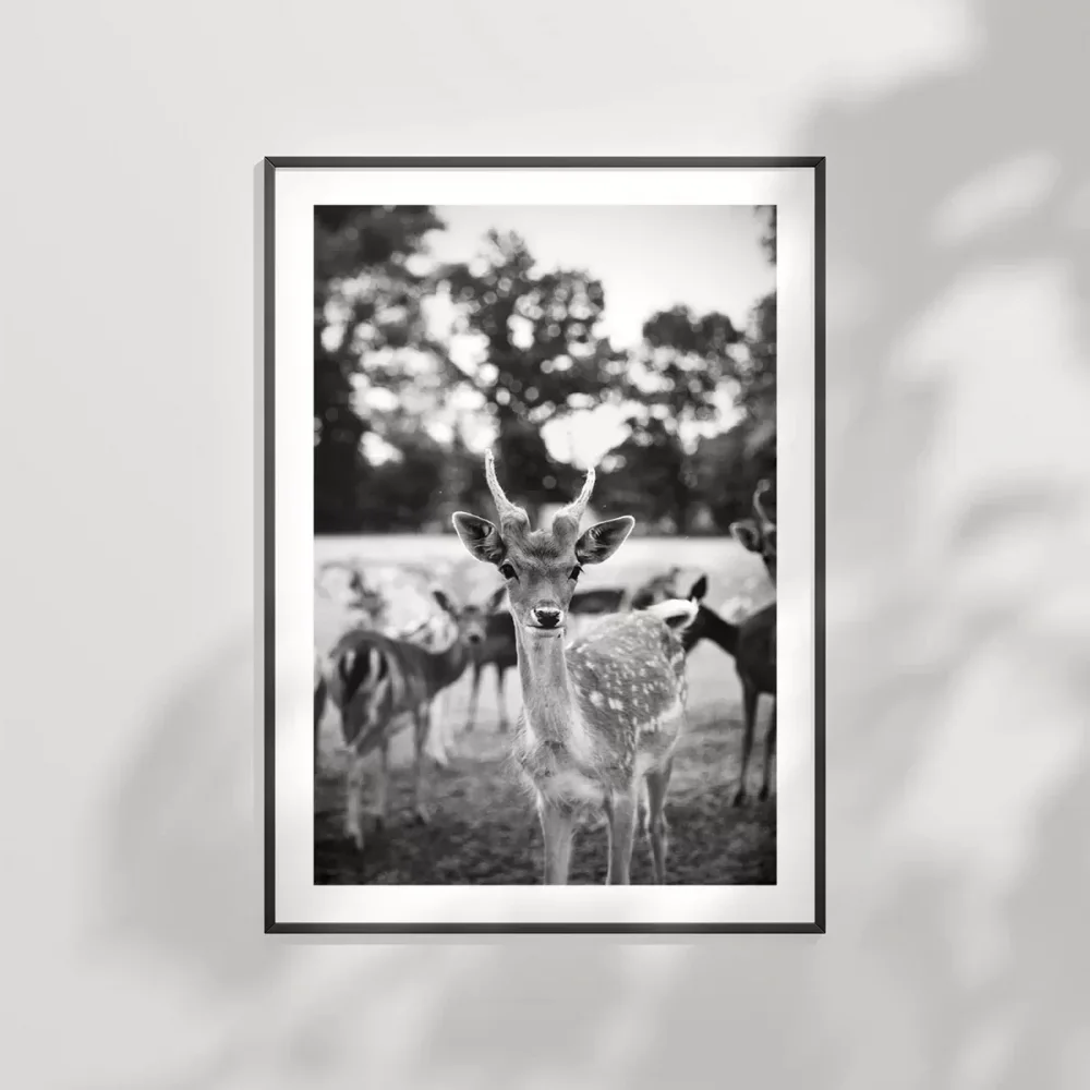 Meraklı Bakışlar Poster