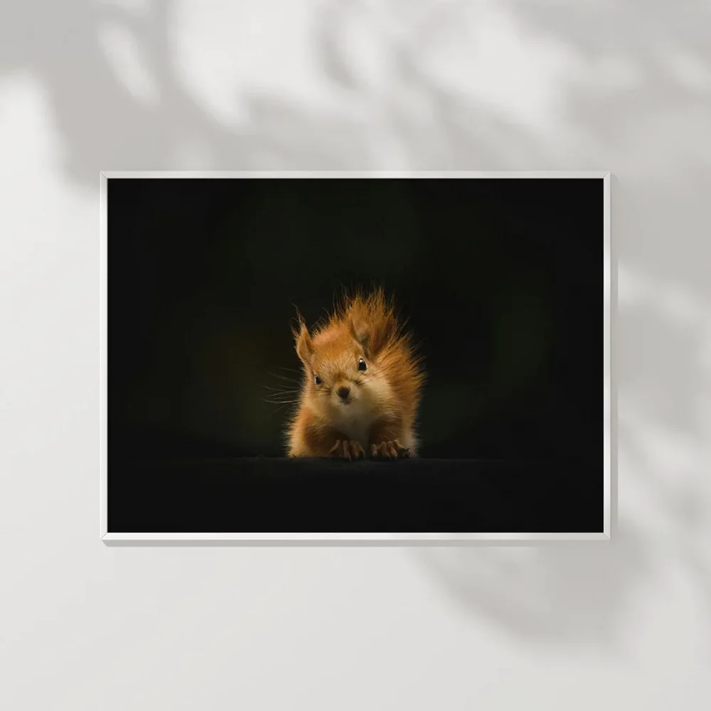 Meraklı Sincap Poster