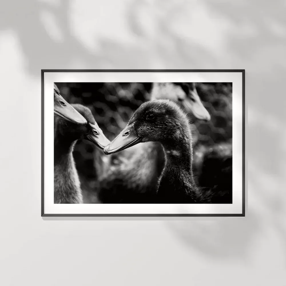 Ördekler Arasında Poster