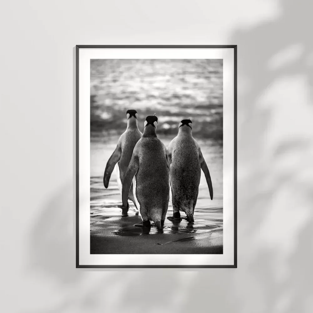 Penguen Kardeşliğ, Poster