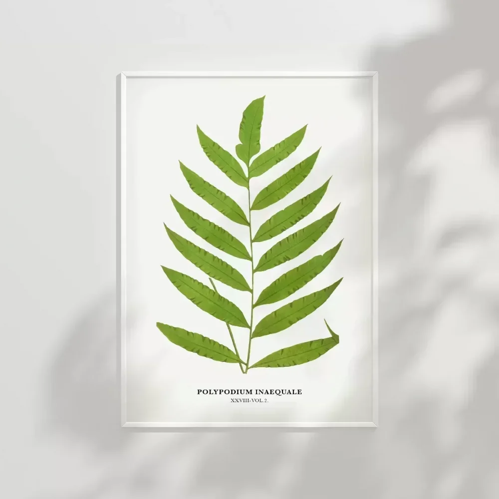 Polypodium Inaequale Poster