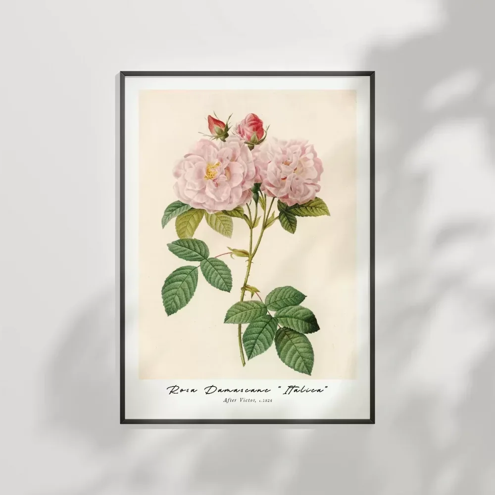 Rosa Damascane Italica Poster