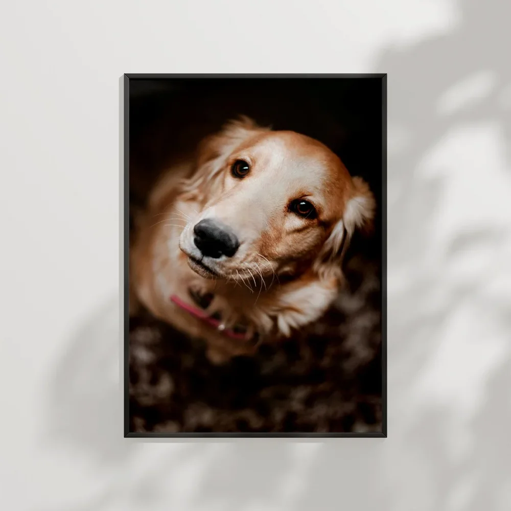 Sevimli Golden Köpek Poster