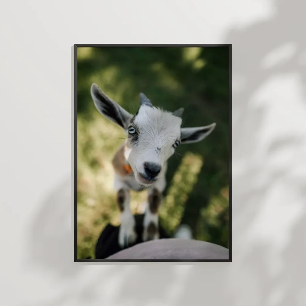 Sevimli Keçi Portresi