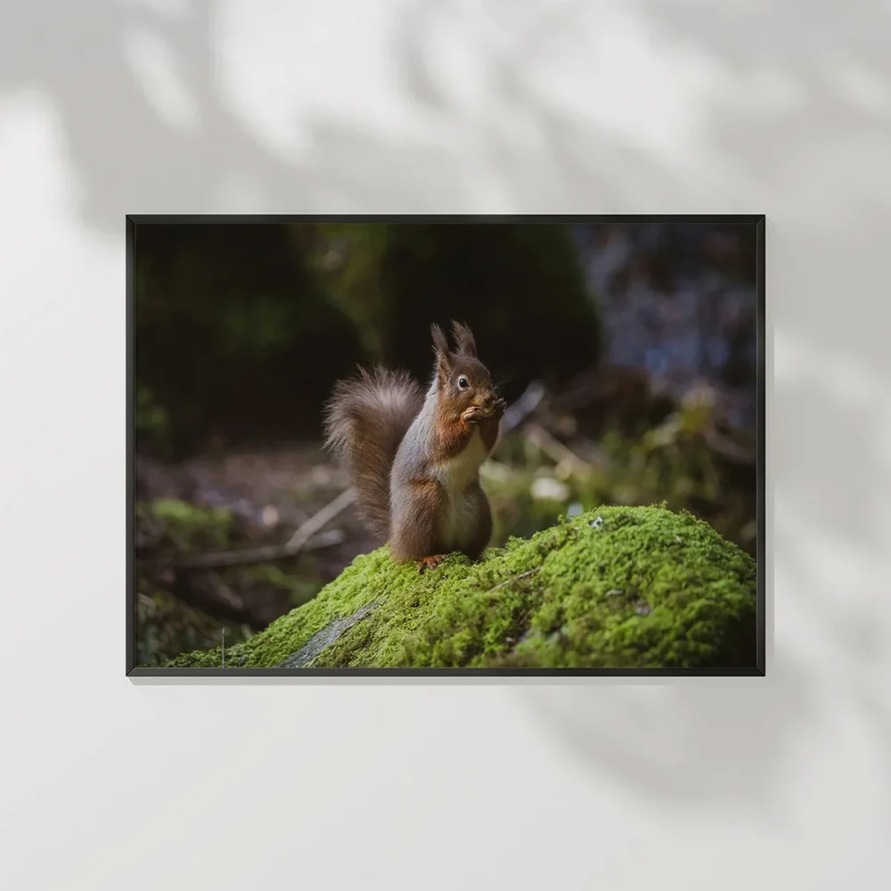 Sincap Doğada Poster