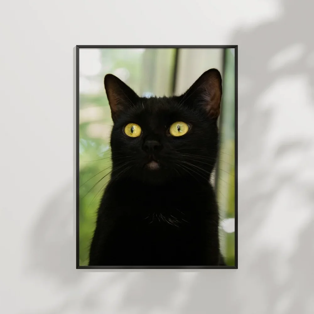 Siyah Kedi Portresi Poster