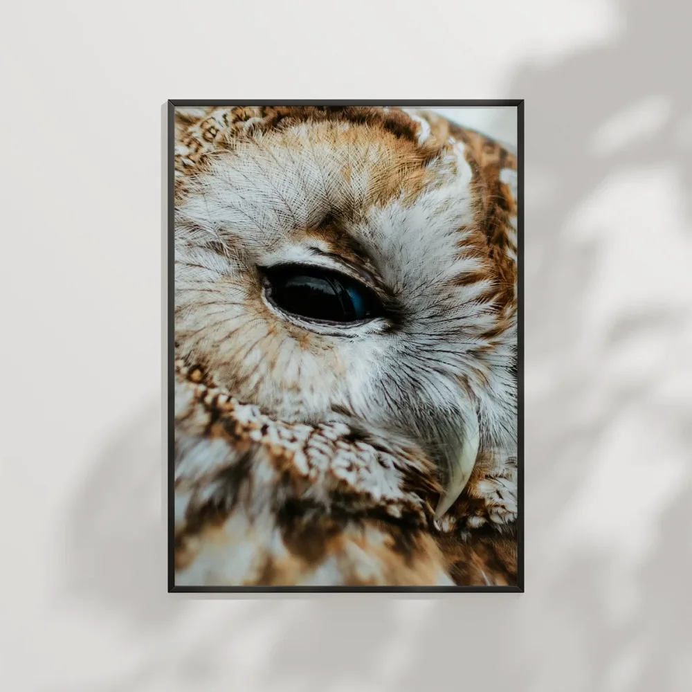 Uykulu Baykuş Poster