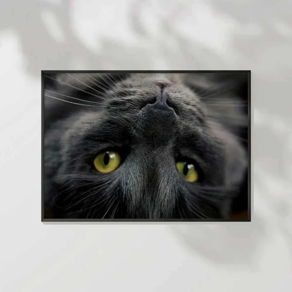 Yavru Kedi Uyku Anı Poster