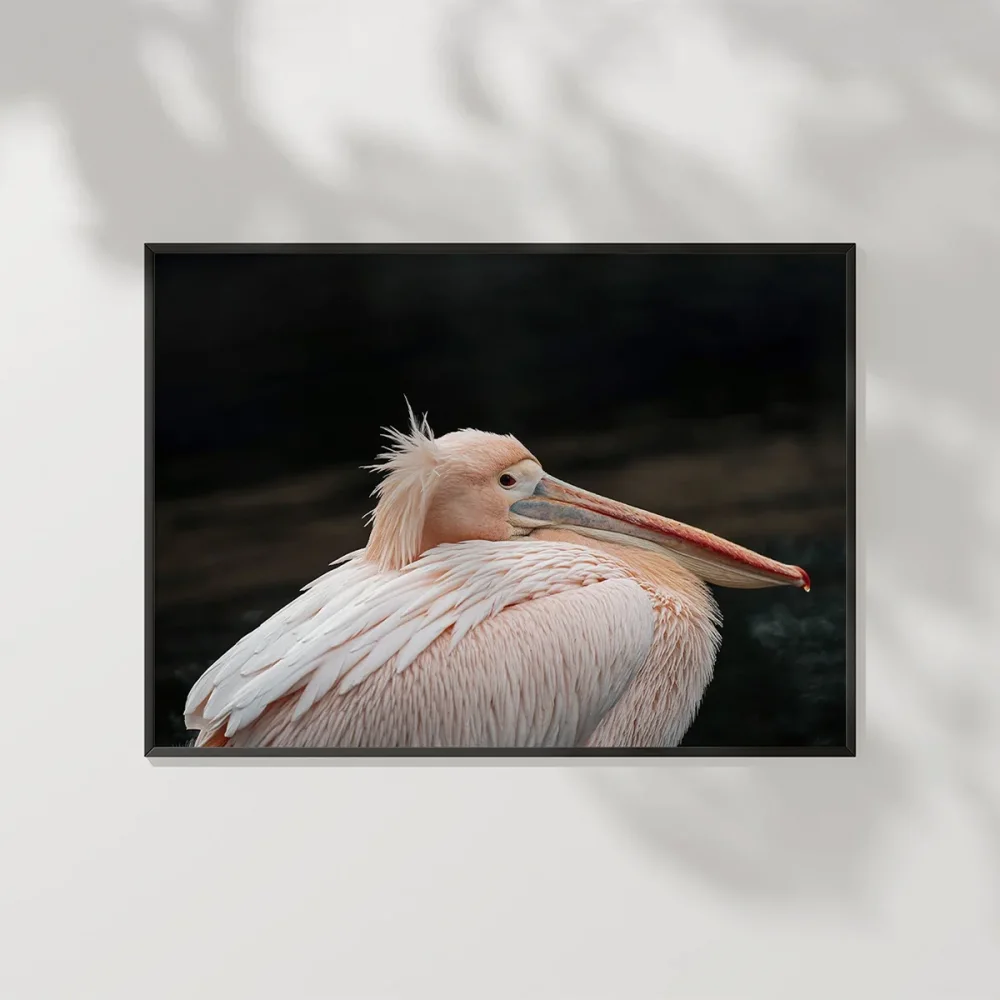 Zarif Pelikan Poster