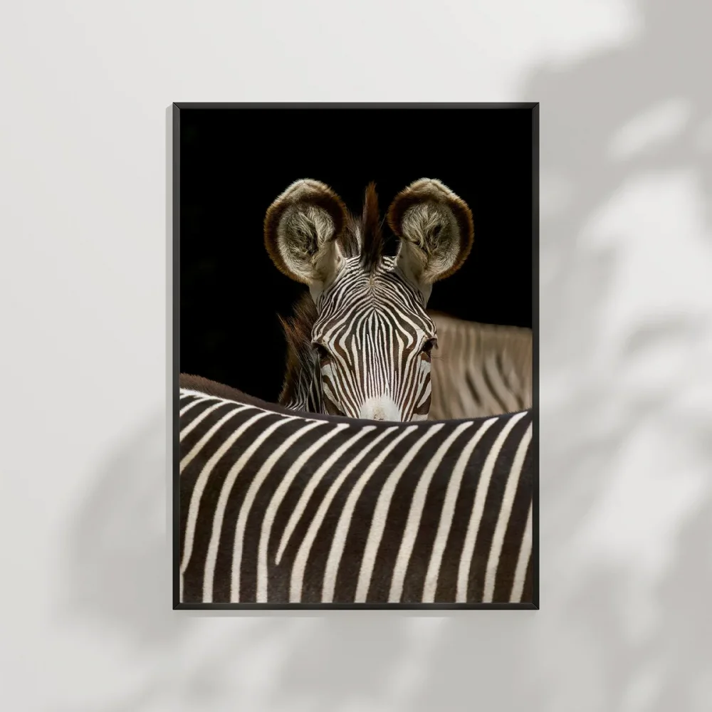 Zebra Yakın Plan Poster