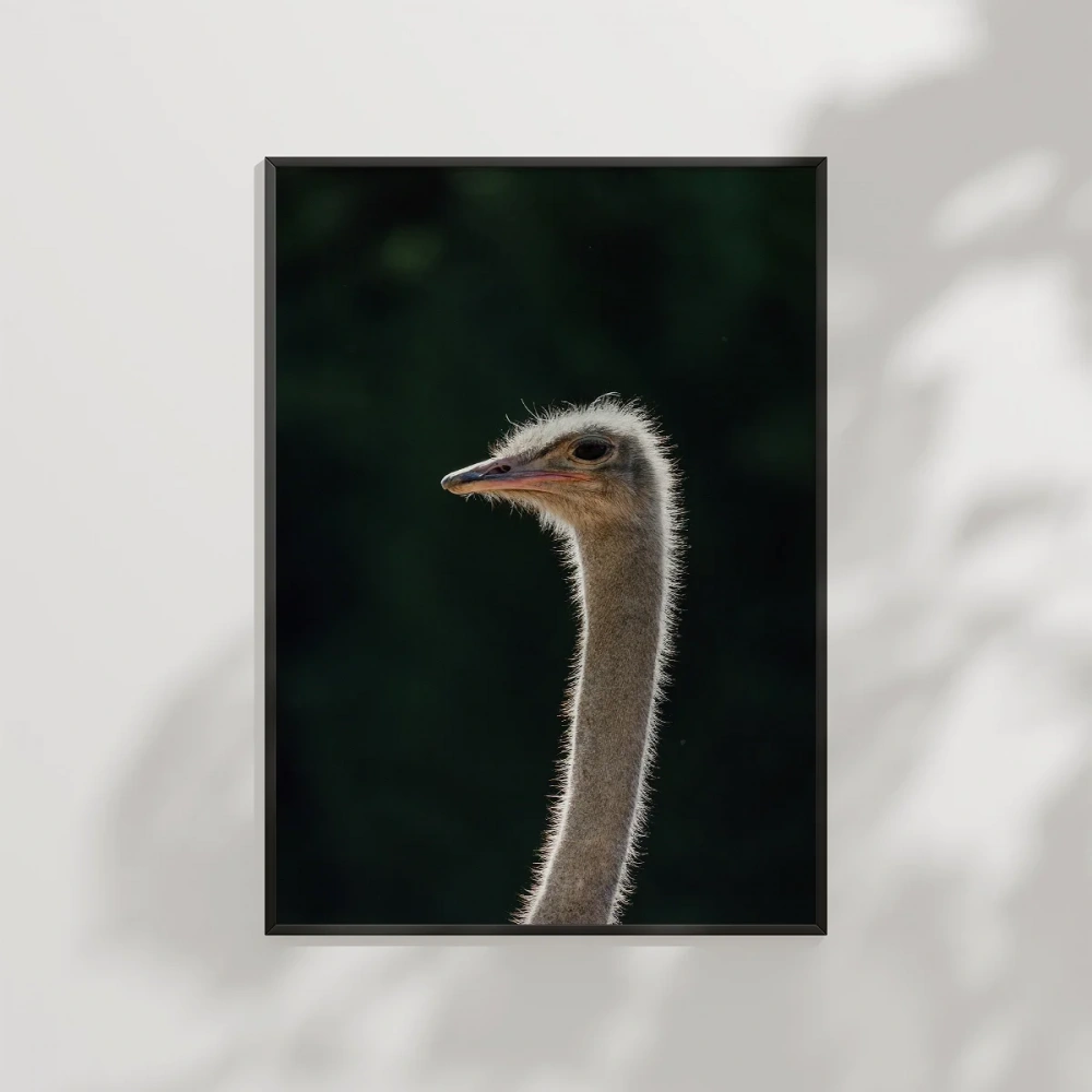 1. Devekuşu Portresi Poster