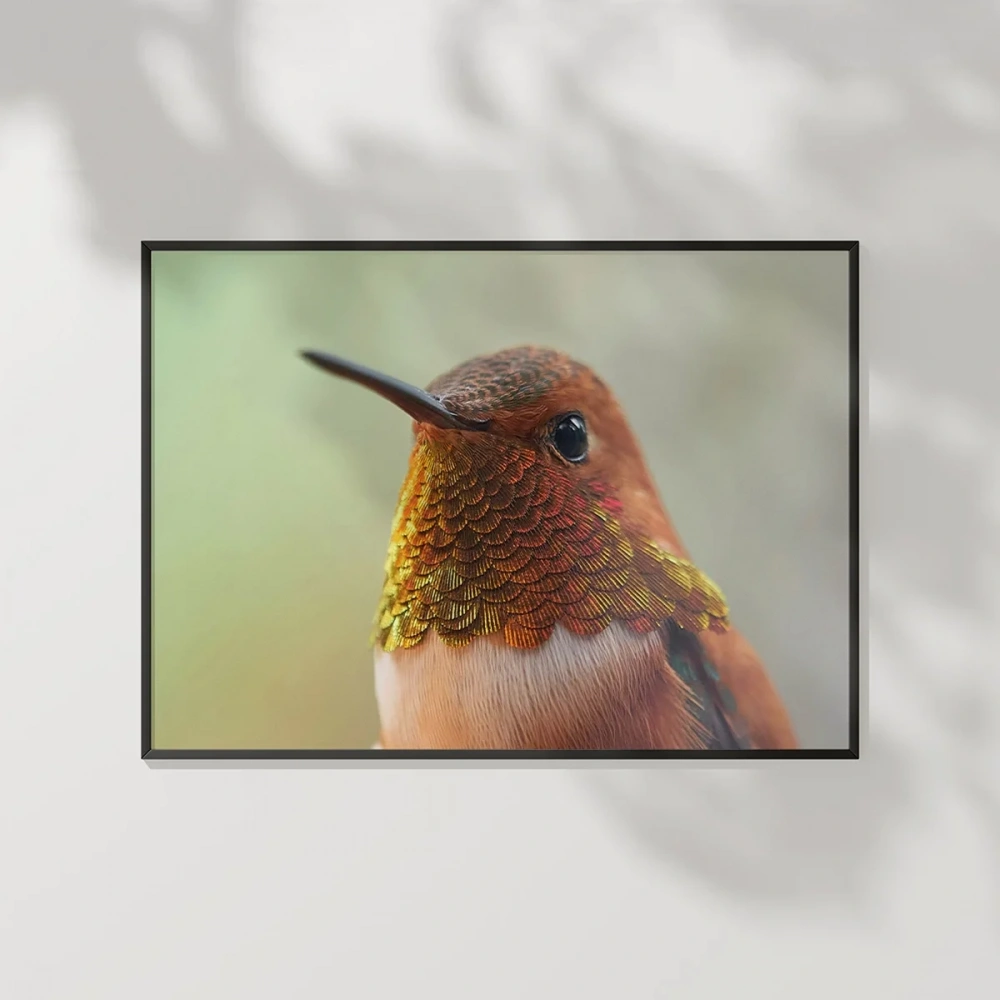 1. Kolibri Kuşu Poster