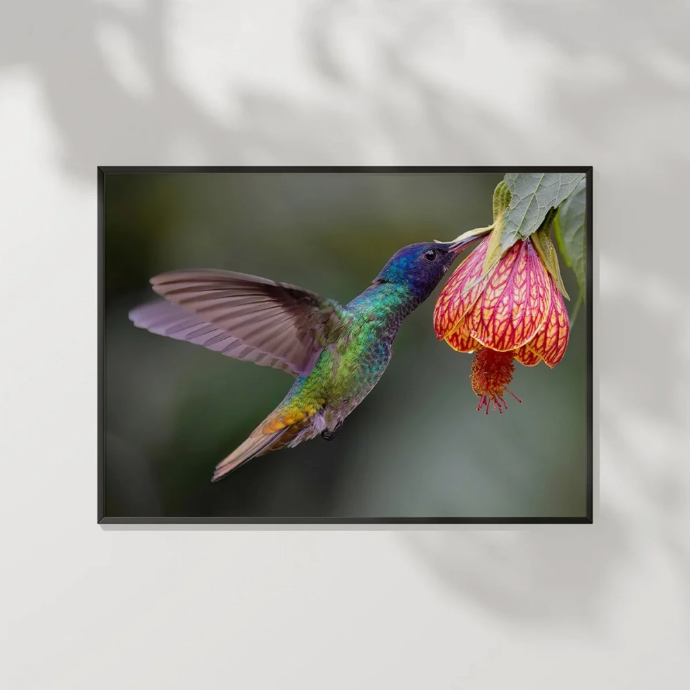 1. Nektar İçindeki Hummingbird Poster