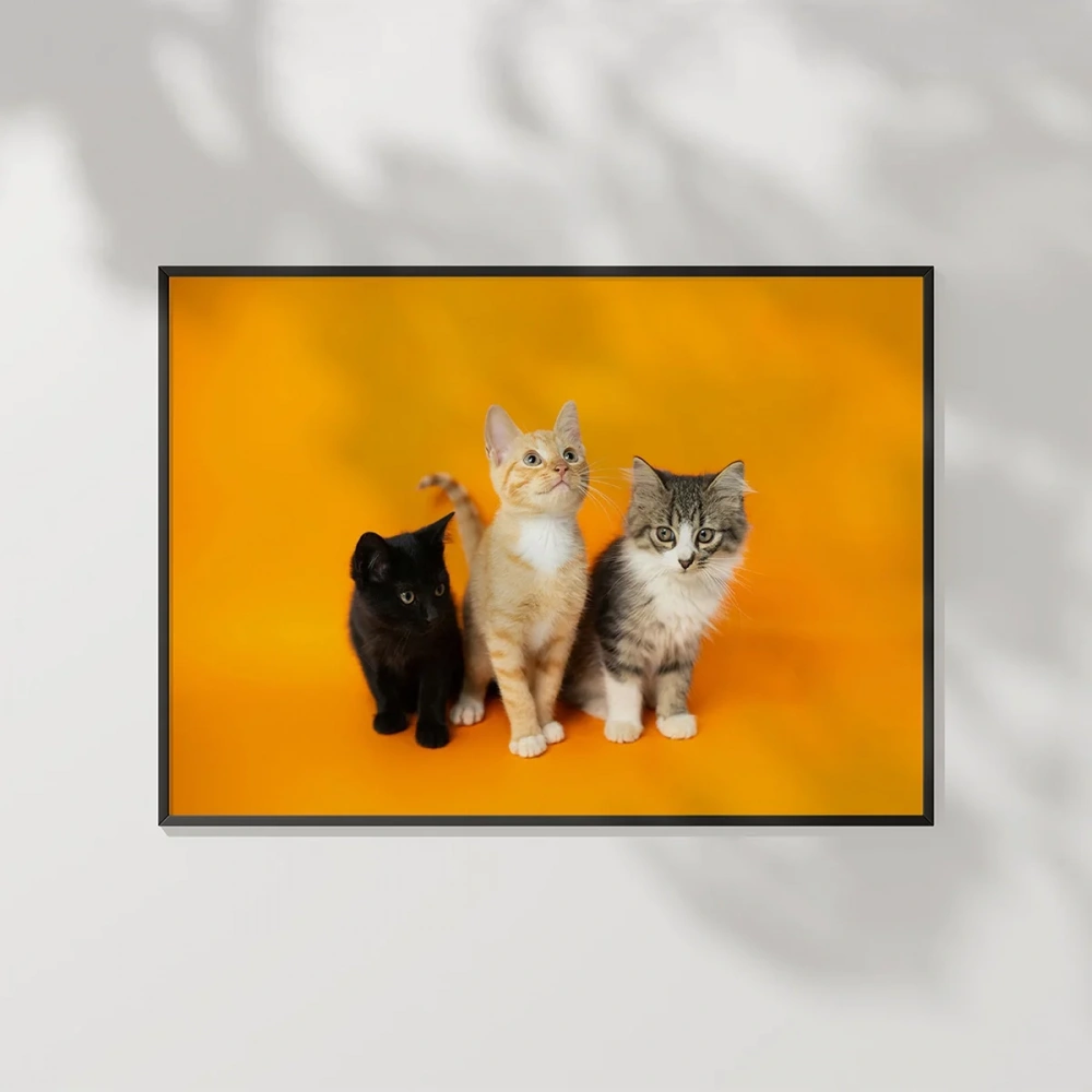 1. Renkli Kedi Üçlüsü Poster