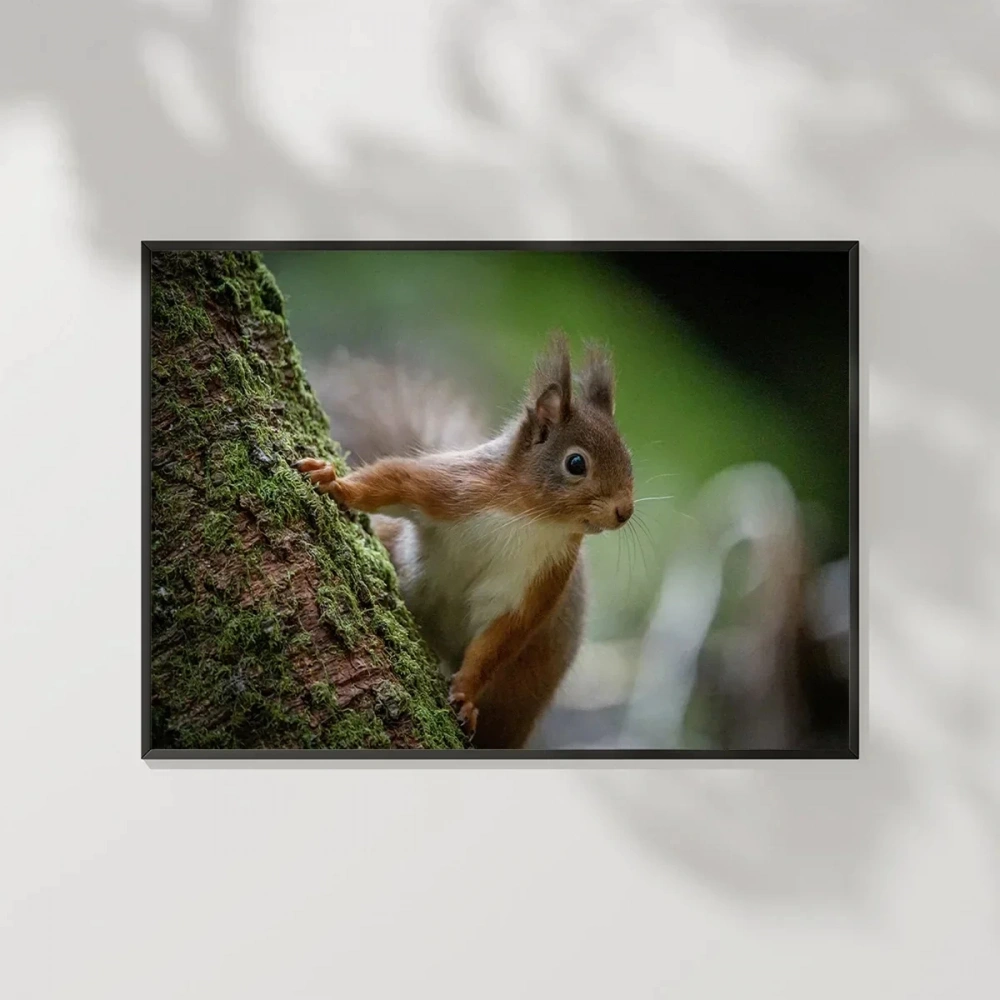 Dağ Sincabı Poster