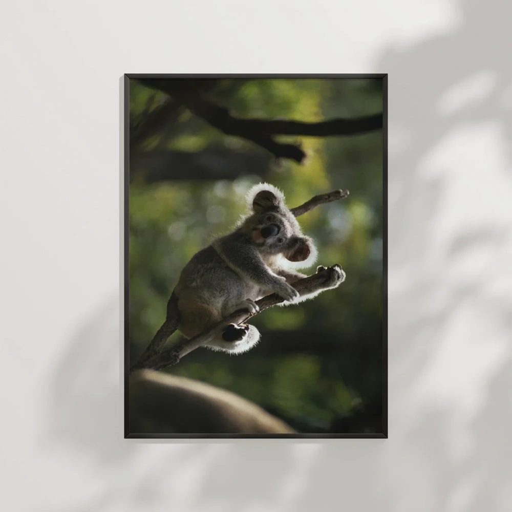 Ağaçta Tırmanan Koala Poster