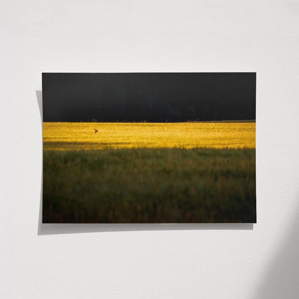 Altın Tarlada Kuş Poster