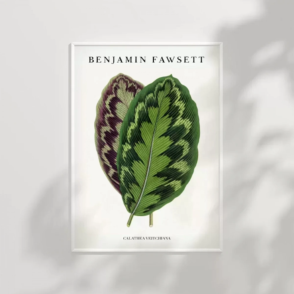 Benjamin Fawsett Calathea Veitchiana Poster