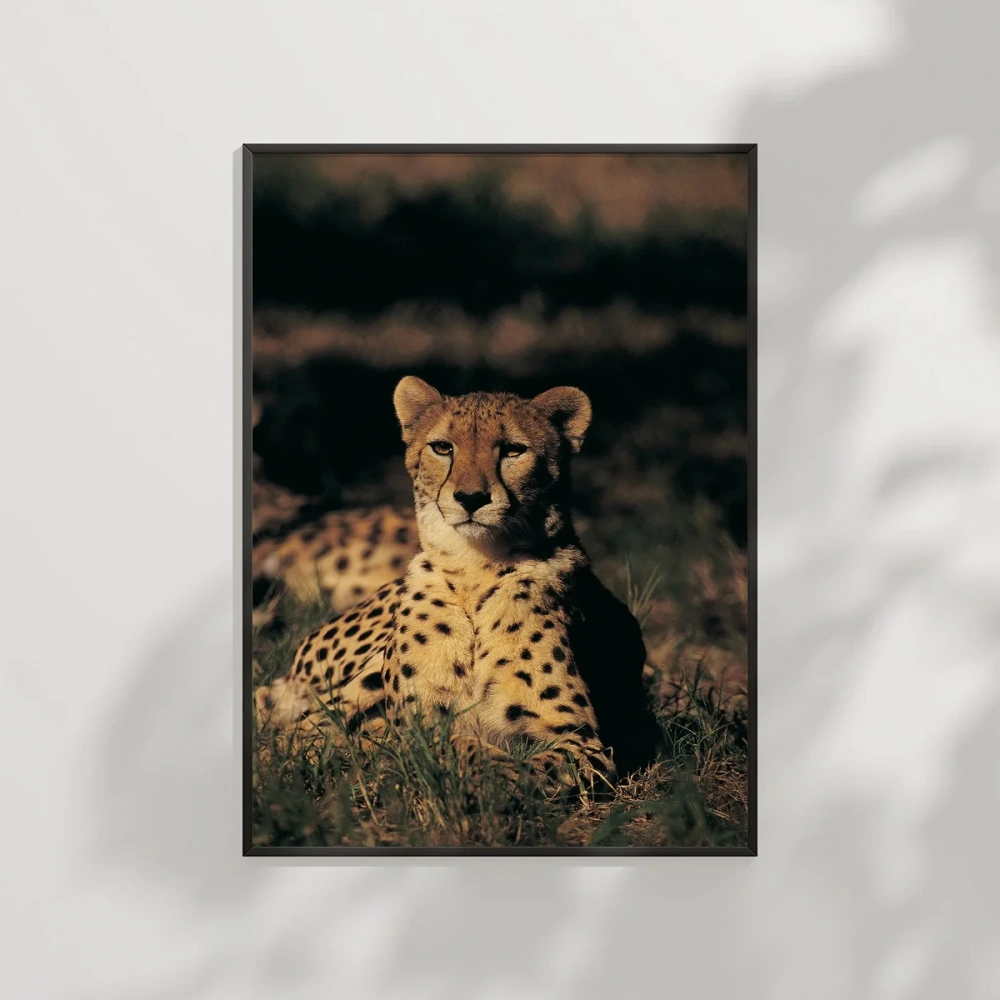 Çayırda Yatan Çita Poster