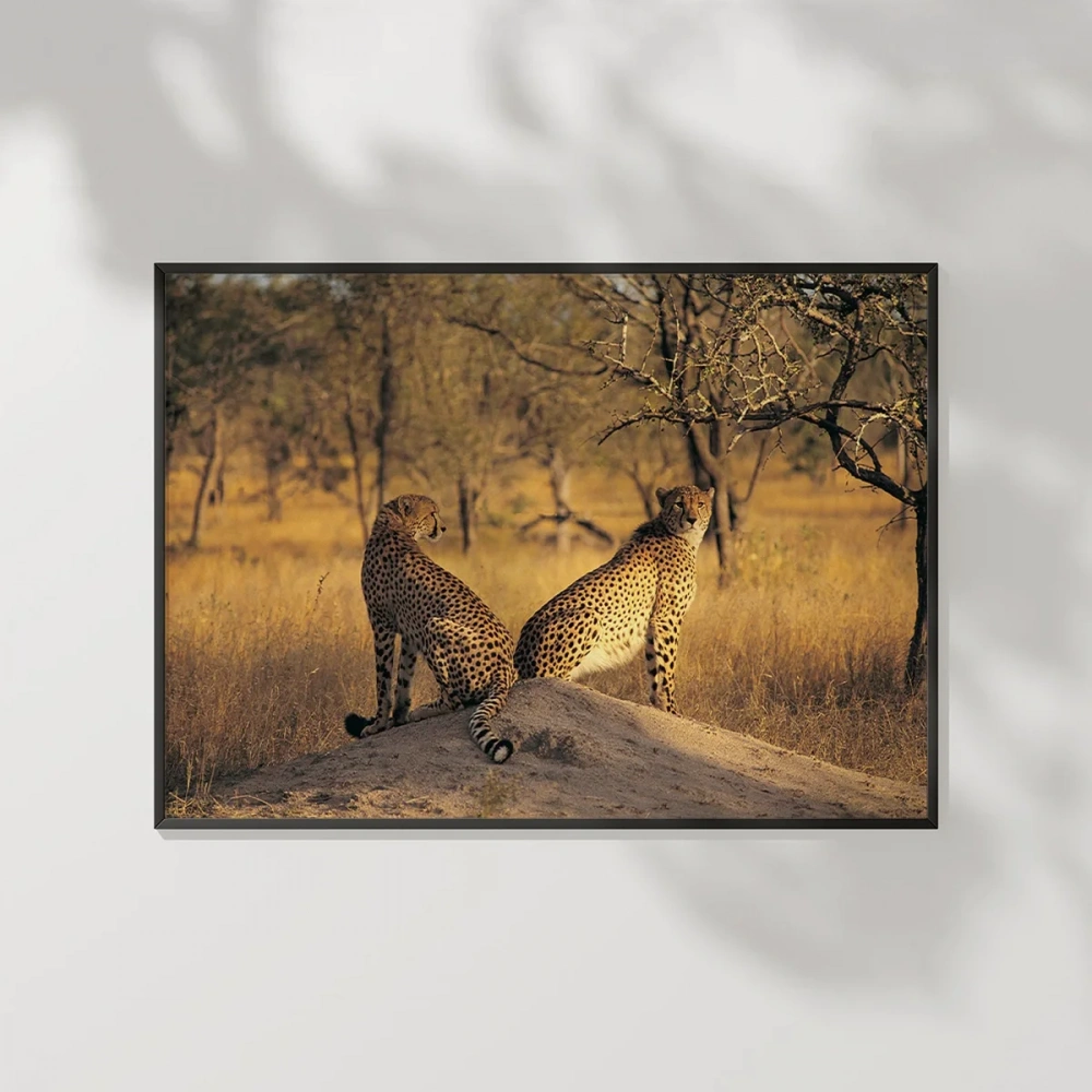 Çift Yırtıcı Kuşlar Poster