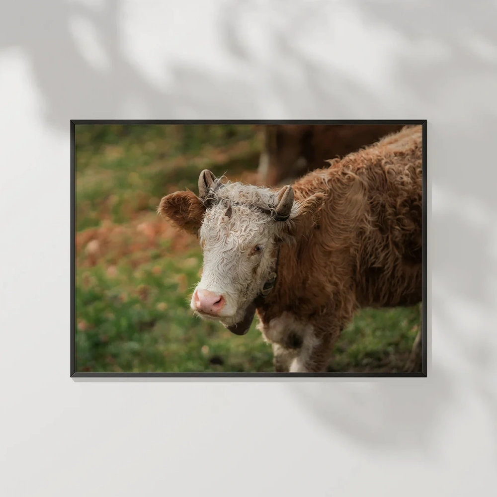 Çiftlik Sığırı Poster