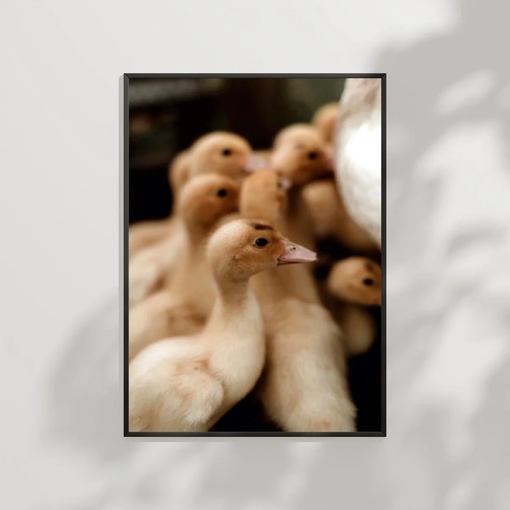 Civcivler Grubu Poster