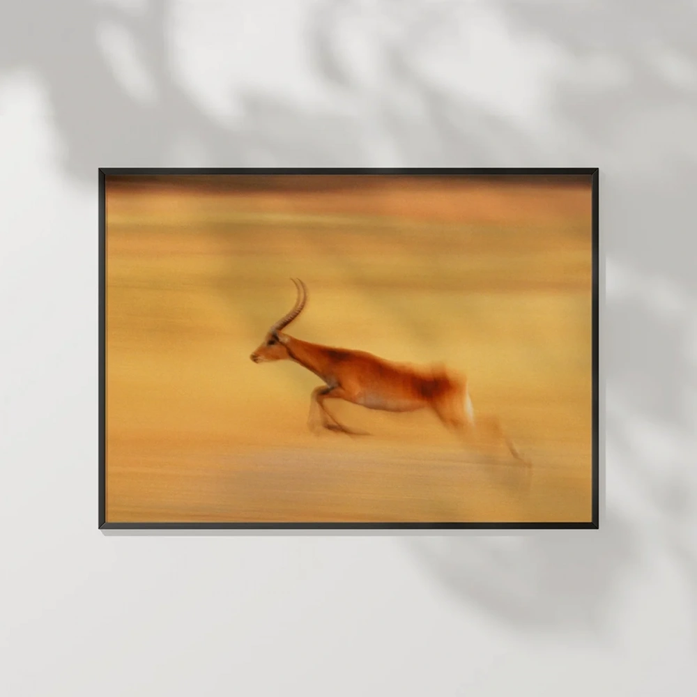 Çöl Antilobu Poster