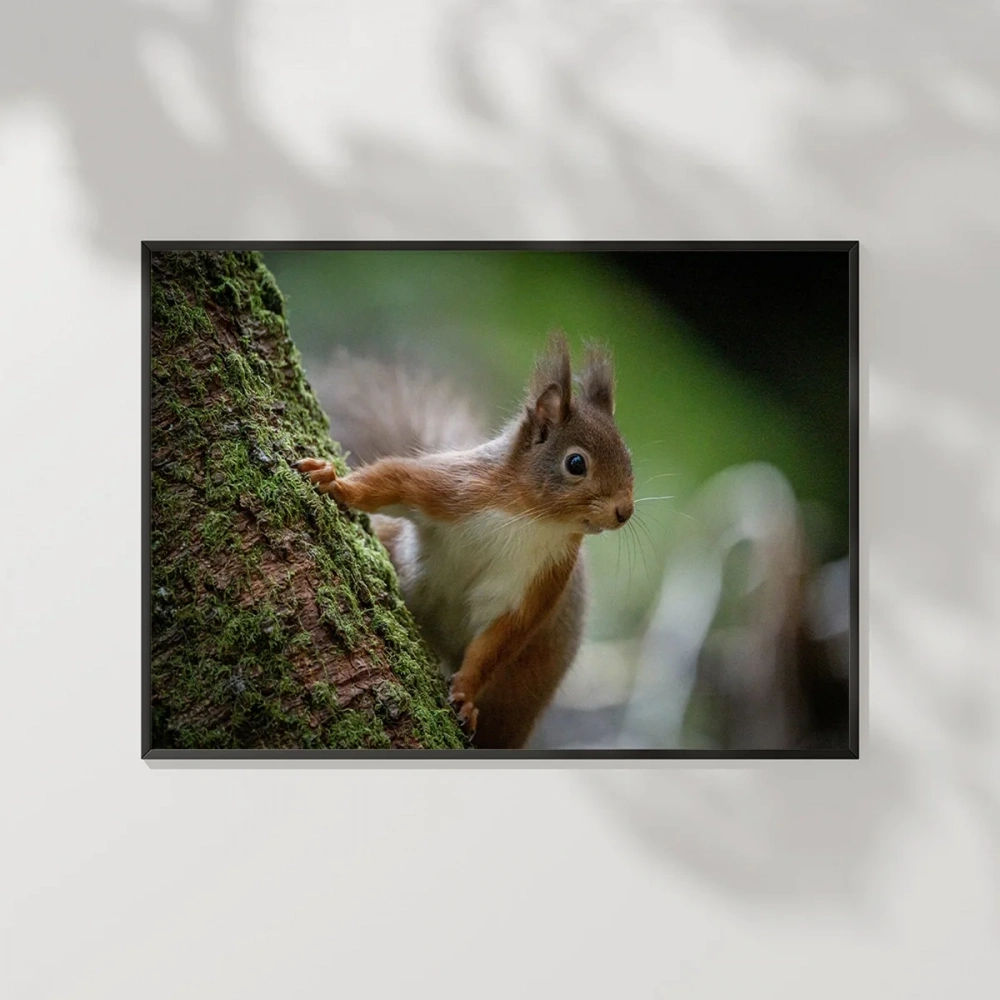 Dağ Sincabı Poster