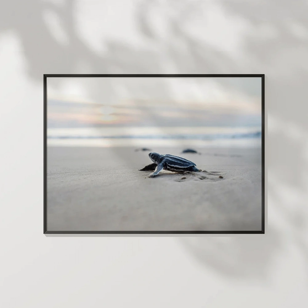 Deniz Kaplumbağası Poster