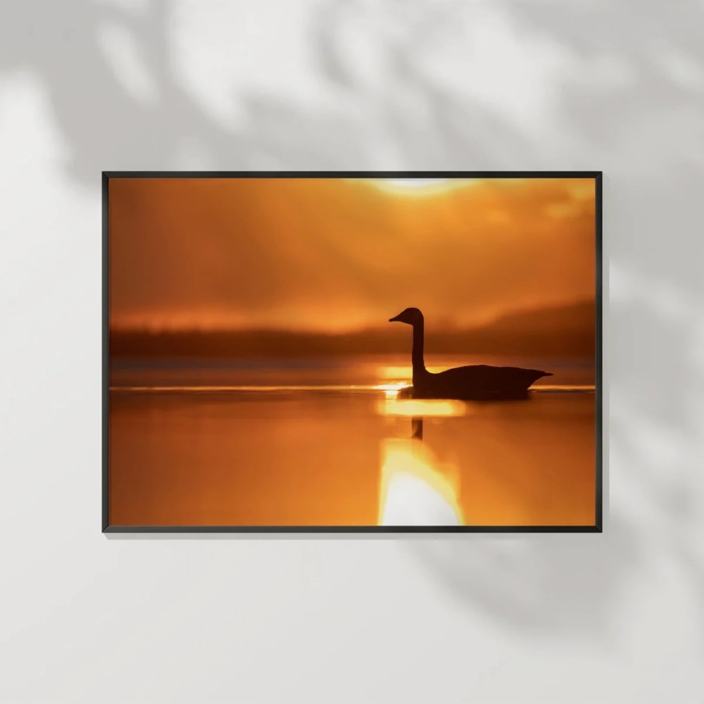 Gün Batımında Kuğu Poster