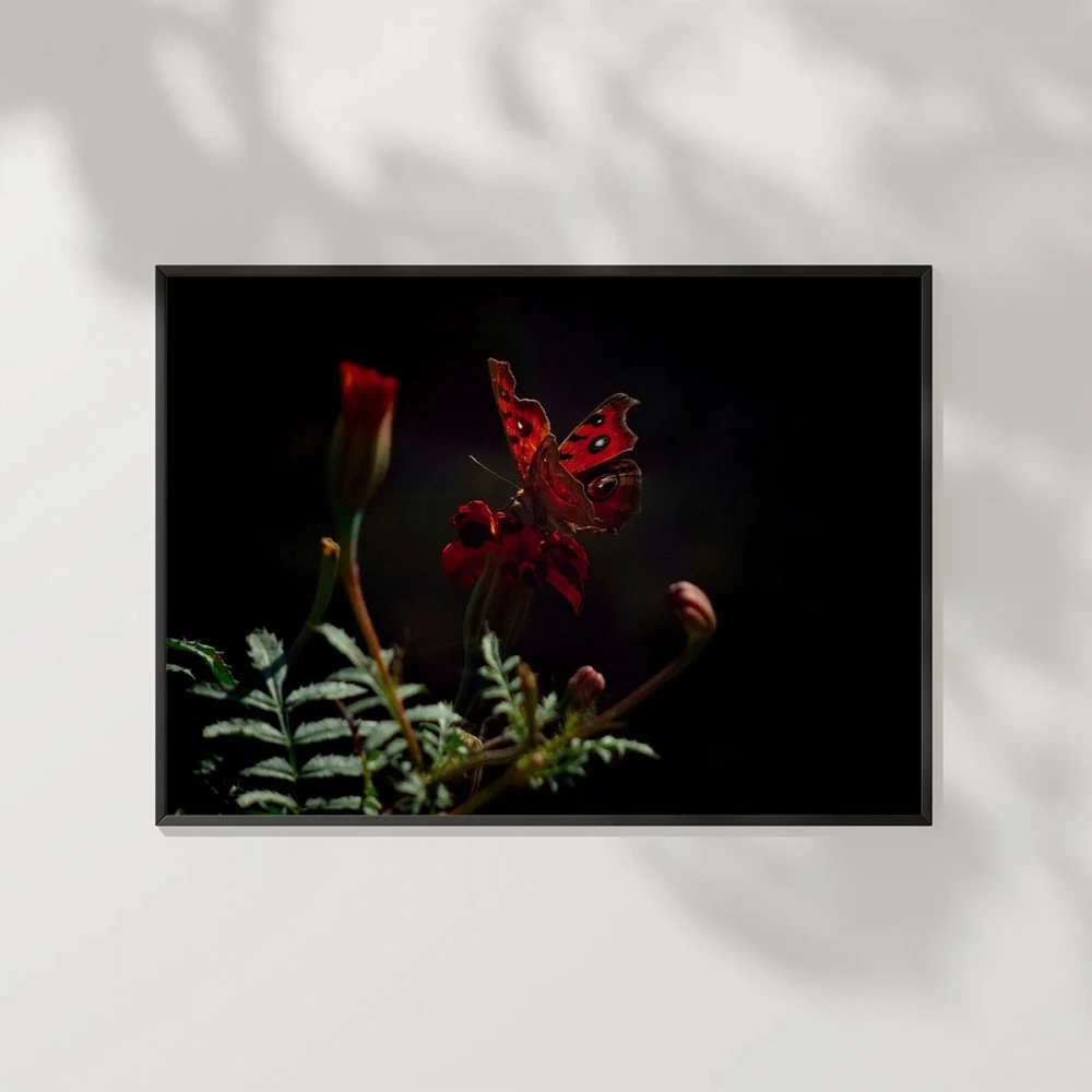 Karanlıkta Kırmızı Kelebek Poster