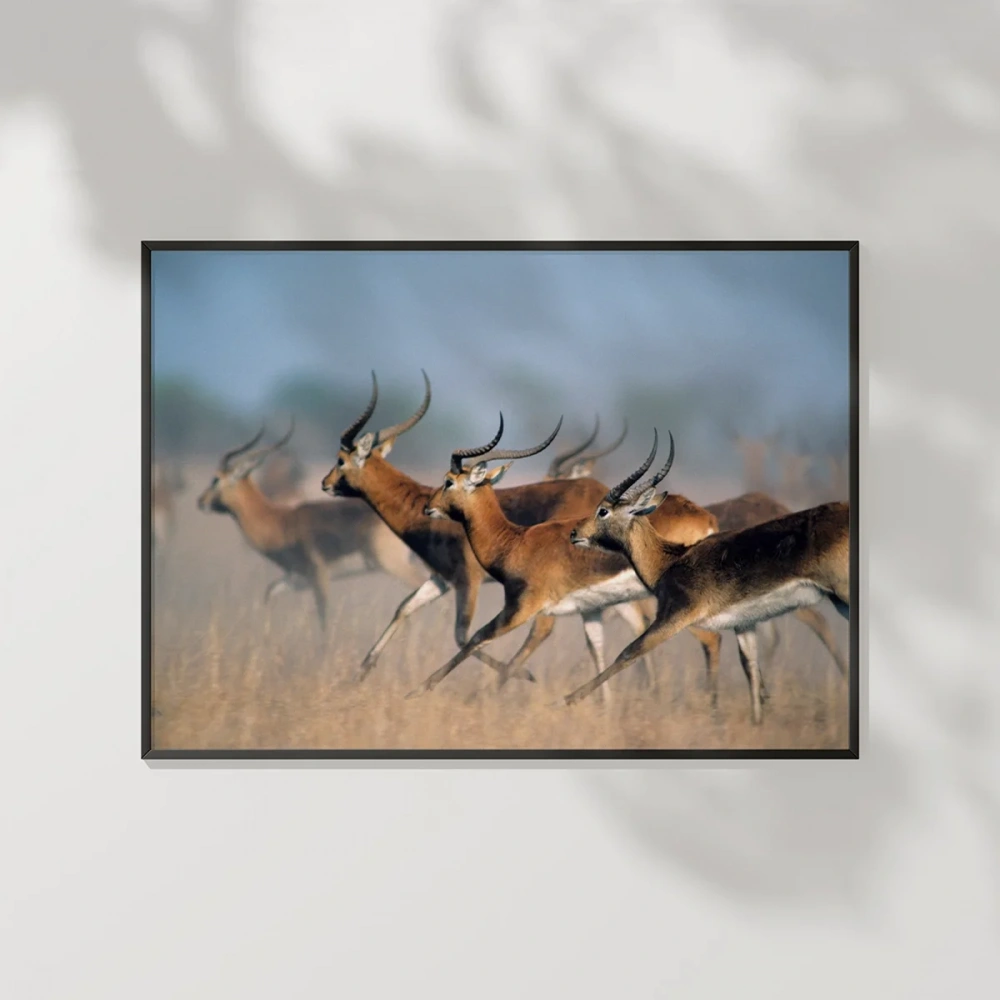 Koşan Ceylanlar Poster