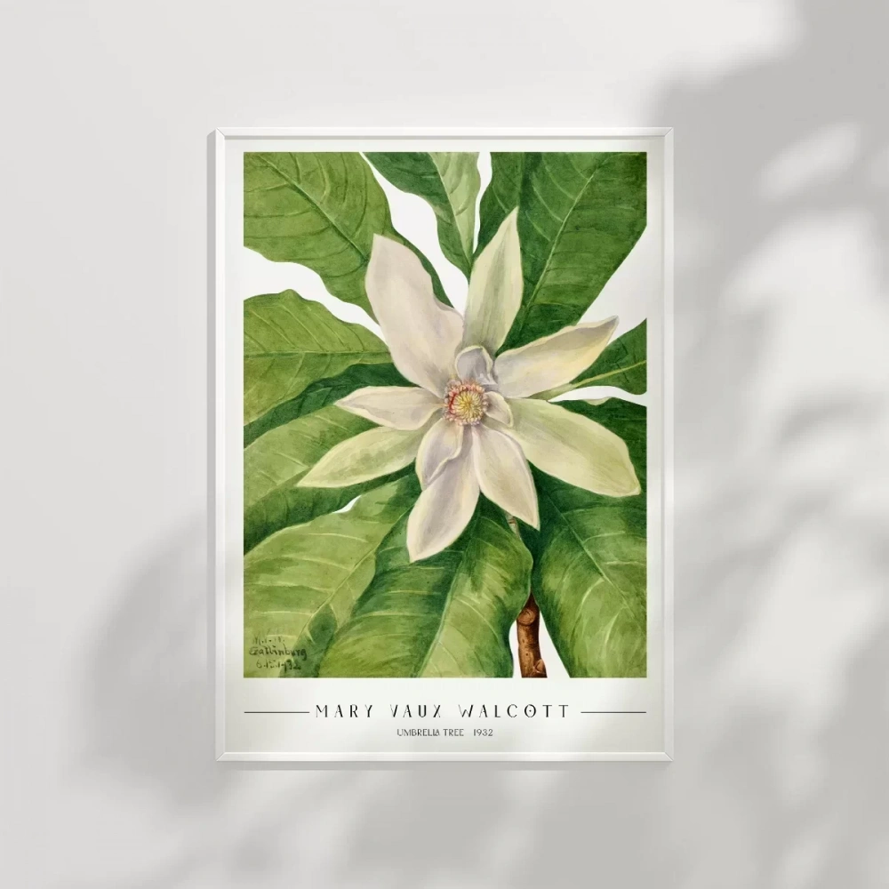 Mary Vaux Walcott Umbrella Tree Poster