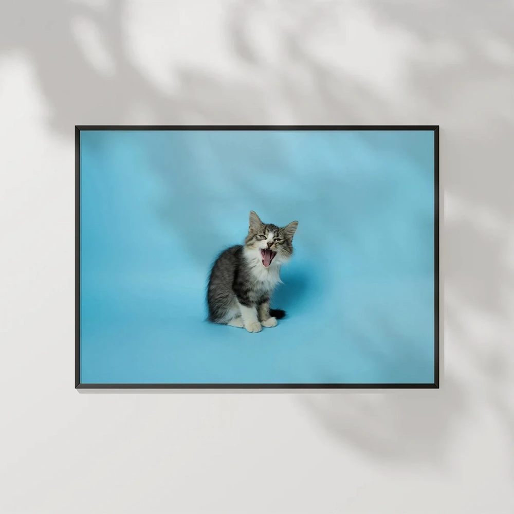 Mavi Fon Üzerinde Gri Kedi Poster