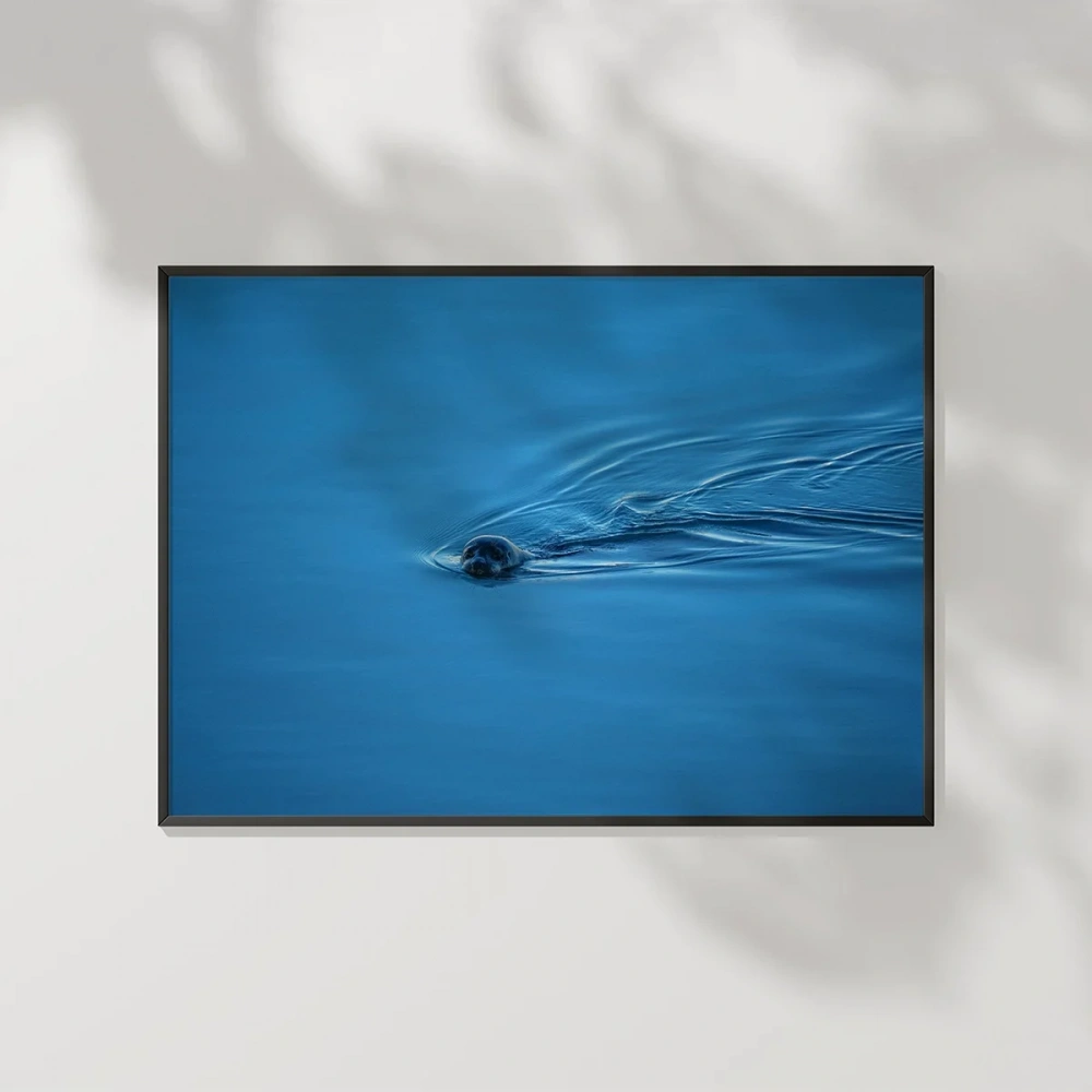 Mavi Suda Yüzen Su Samuru Poster