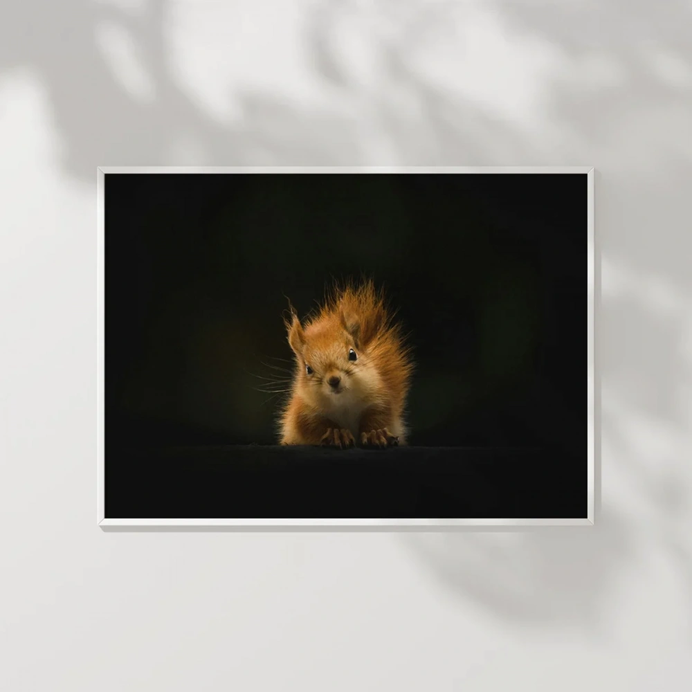 Meraklı Sincap Poster