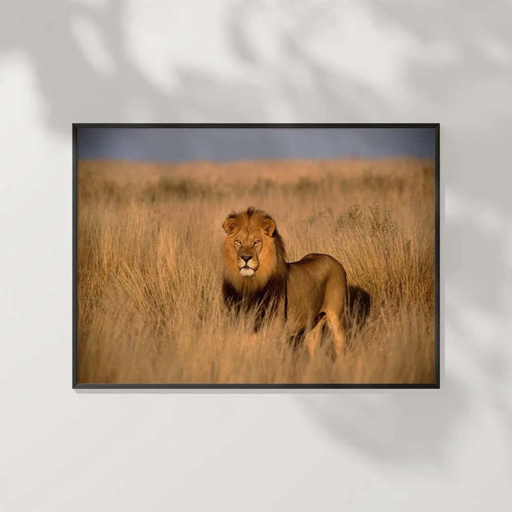 Orman Aslanı Poster