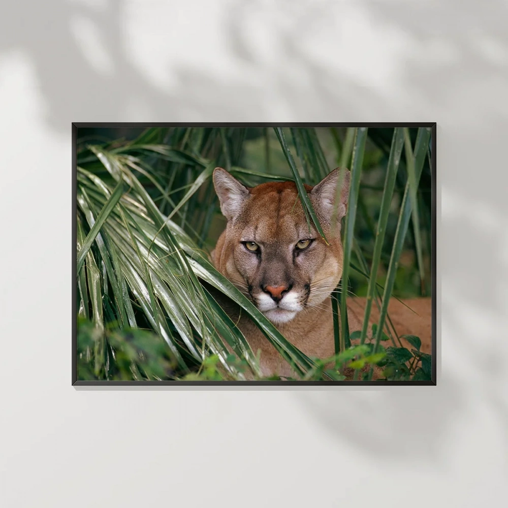 Ormandaki Puma Poster