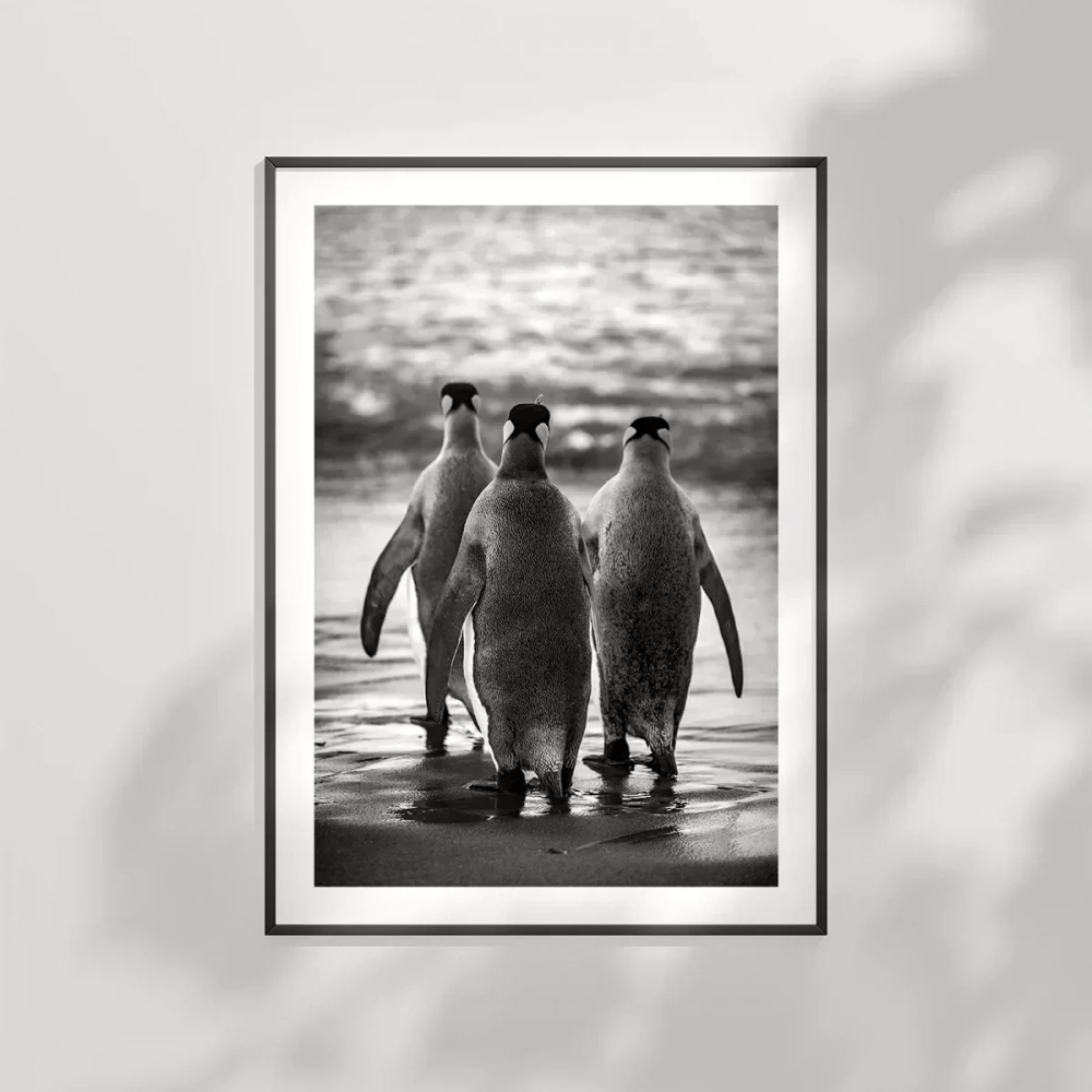 Penguen Kardeşliğ, Poster