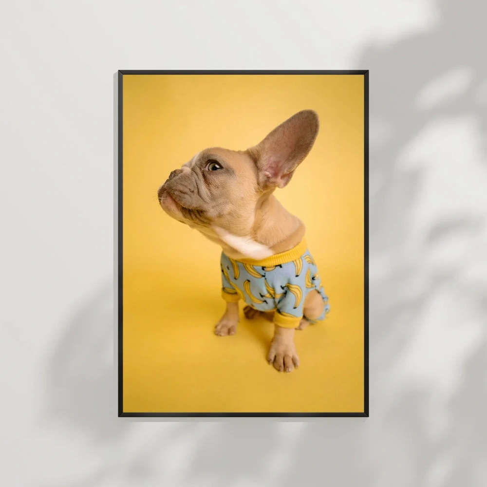 Sarı Fondaki Fransız Bulldog Poster